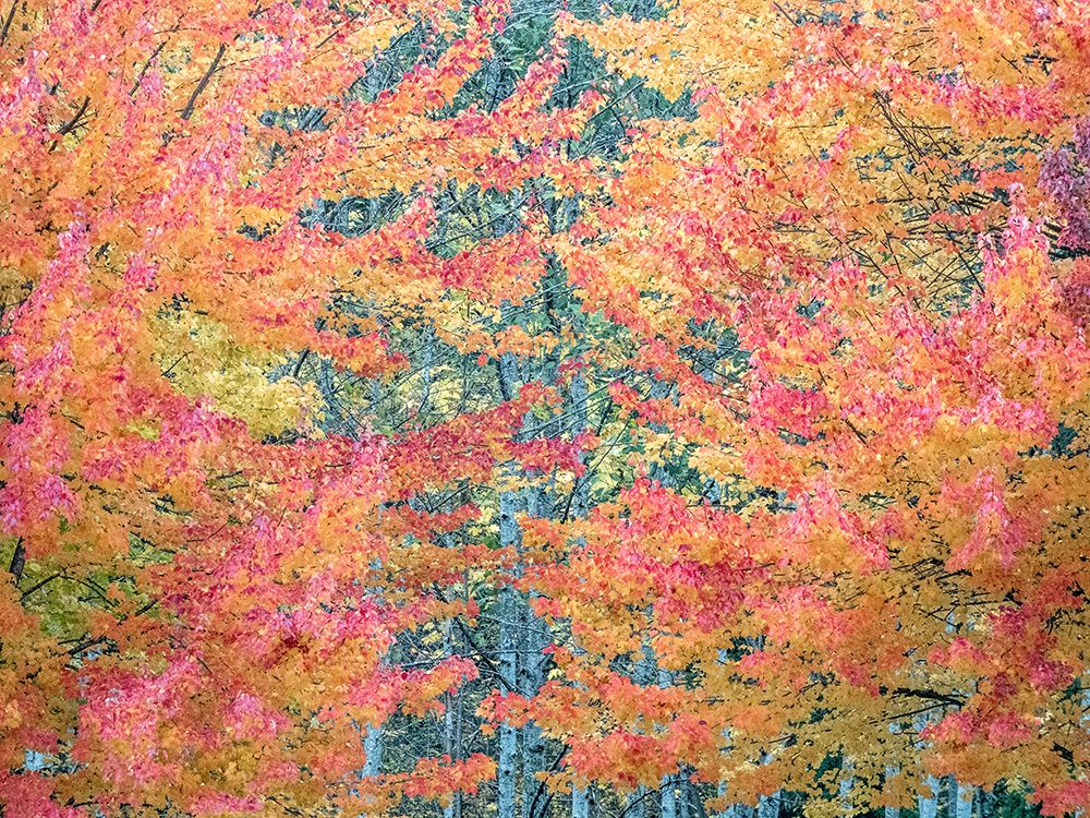 USA-Washington State-Issaquah with fall colored Maple trees along downtown roads art print by Sylvia Gulin for $57.95 CAD